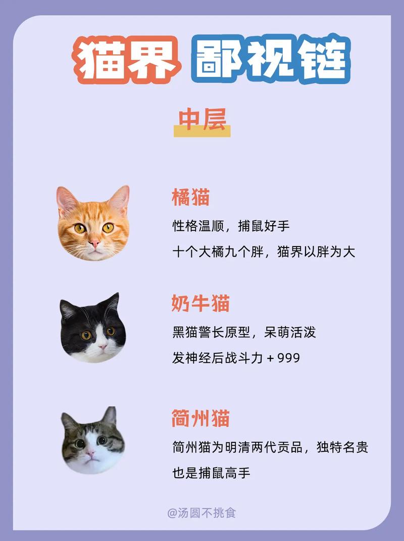 揭秘猫咪价格全貌，从亲民到豪华的猫界寻宝之旅