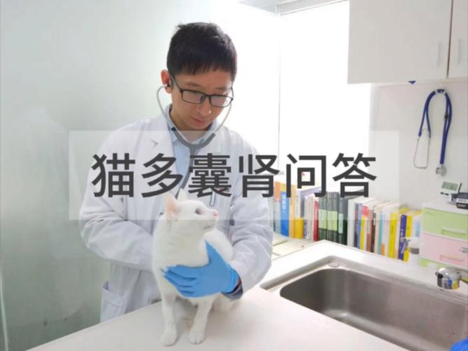 揭秘猫咪多囊肾，中医疗法的探索与应用