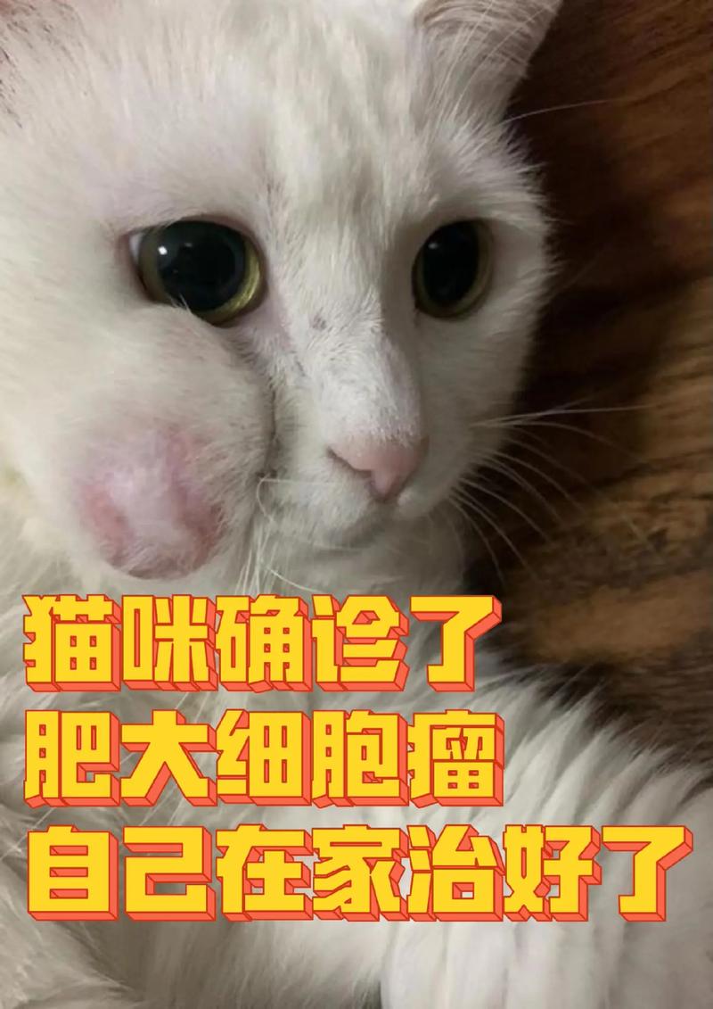 揭秘猫咪脸部水肿的真相与解决之道