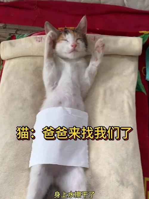 猫咪的定时需求，如何成为优秀的猫爸/妈