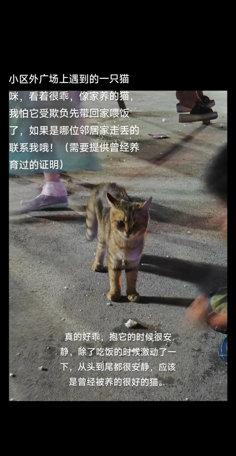 温柔的呼唤，东莞流浪猫咪的故事