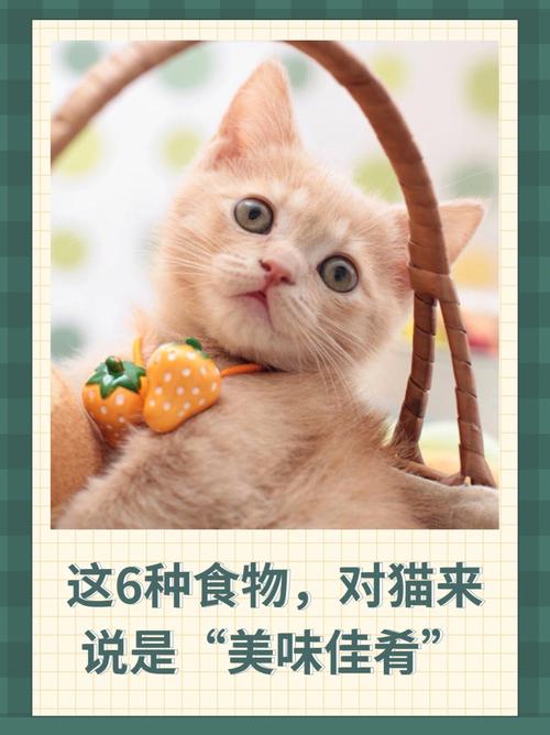 猫咪的美味佳肴与健康秘诀