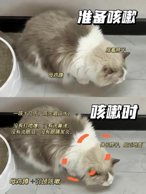 揭秘猫咪夜间咳嗽的真相