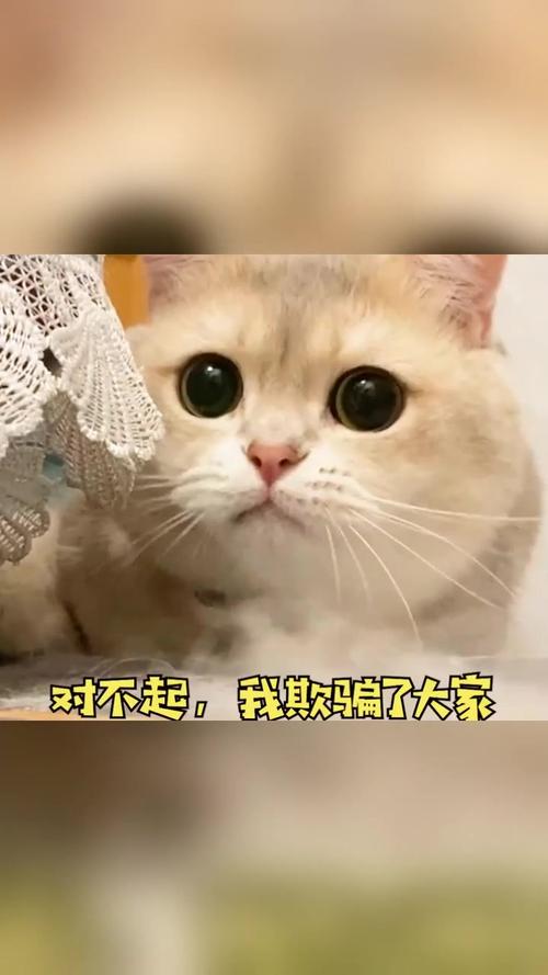 温柔的心灵创伤，猫咪前庭受损的隐痛