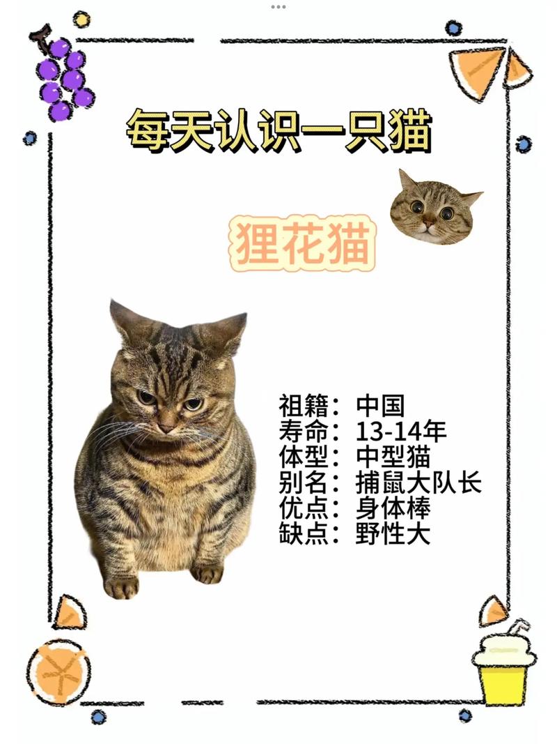 猫系国宝——中国猫咪品种的国际地位