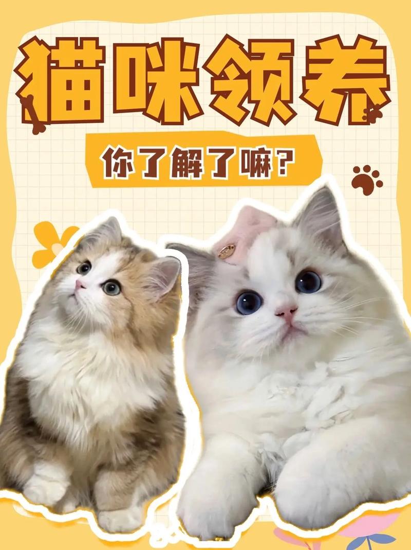 温馨守护猫咪的第二故乡 —— 猫咪救治中心