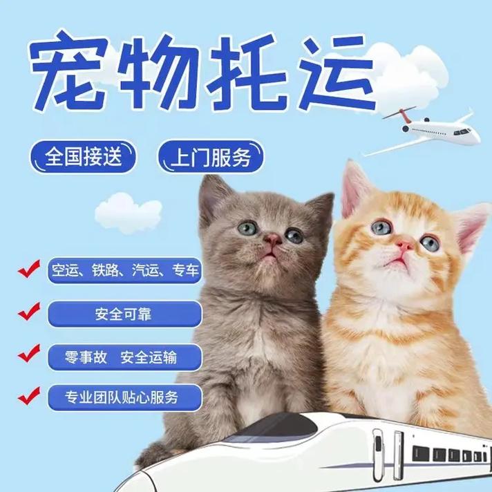 喵速达，轻松解决猫咪托运难题