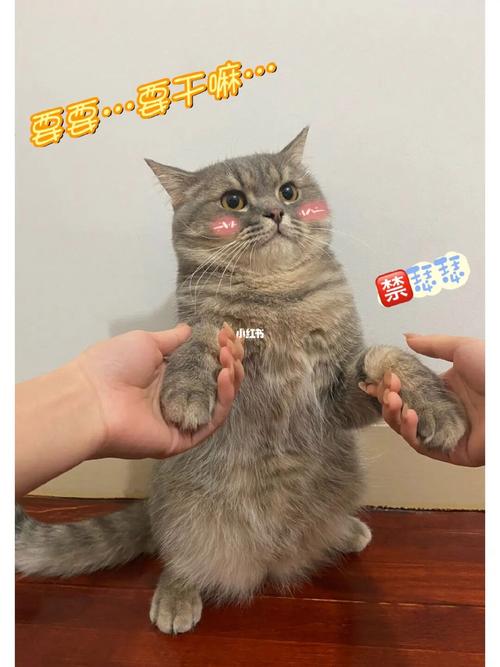 猫咪没有脖子？真相大揭秘