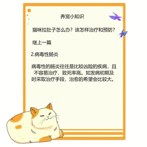 猫咪消瘦与拉稀，如何正确应对