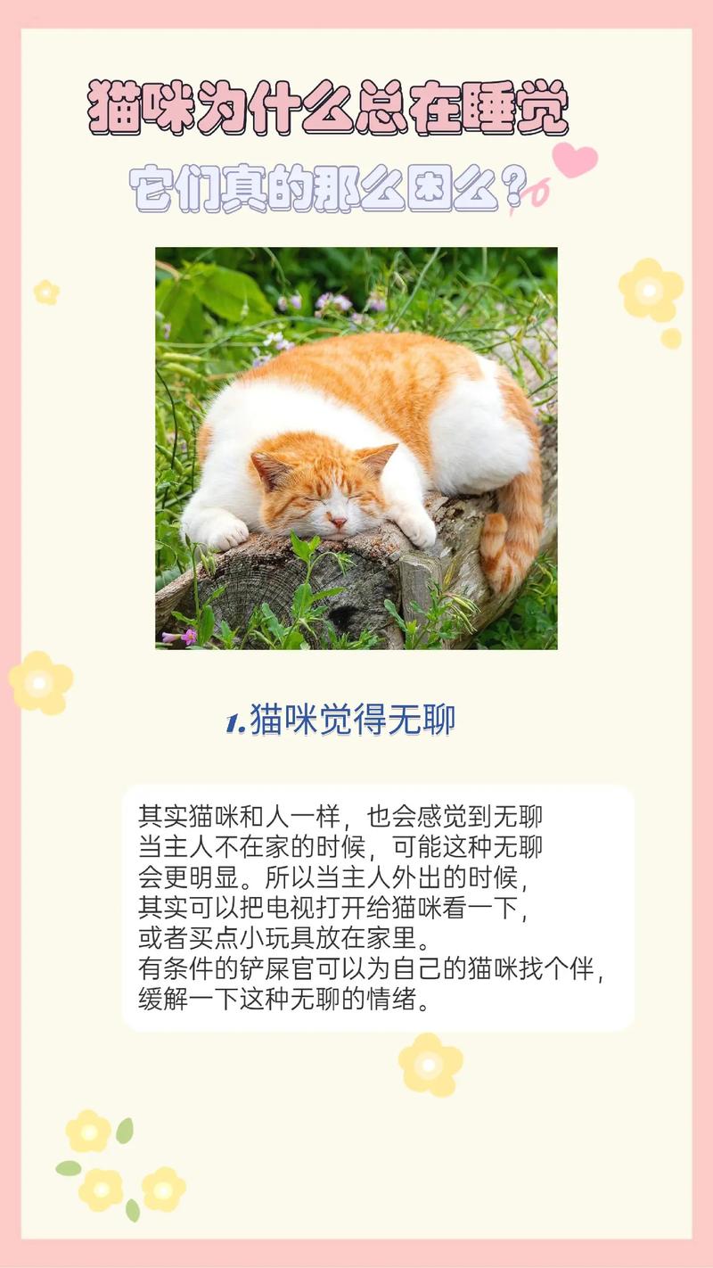 热宠话题猫咪的迷人喵趣，探索它们那灵动的小嘴