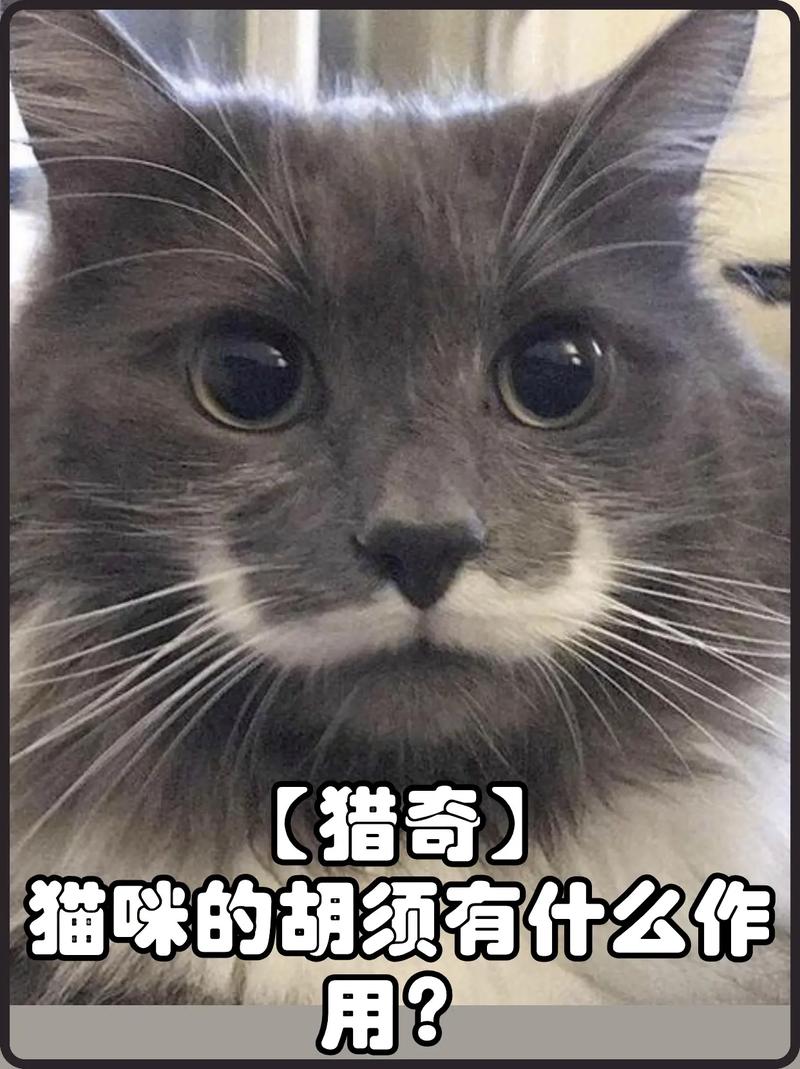 猫咪胡子变粗，为何毛茸茸的小伙伴会拥有这样独特的特征