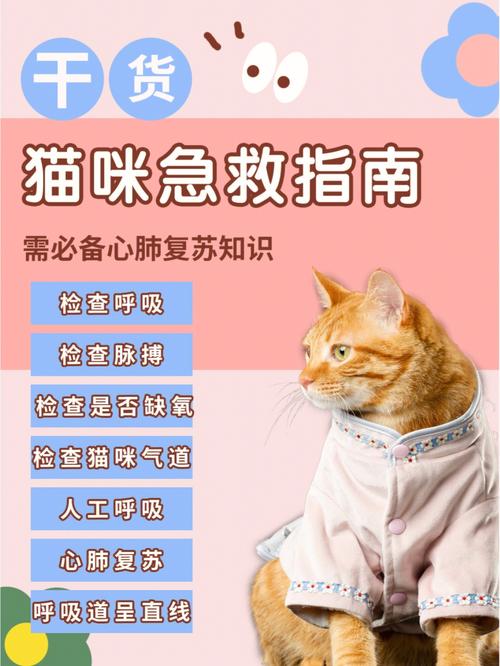 猫咪急救指南，关键时刻的守护神