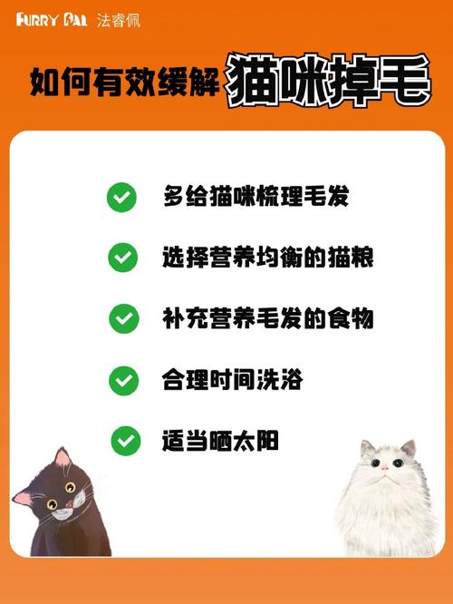 揭秘猫咪额头脱毛的秘密