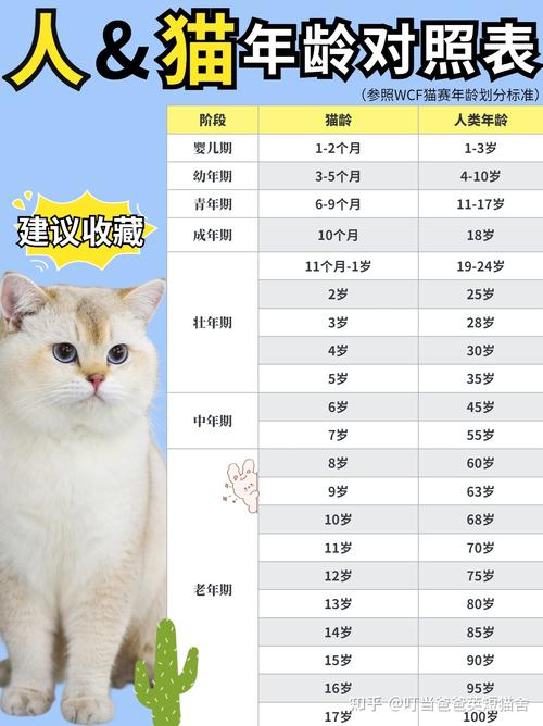 猫咪各阶段