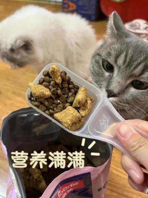 倒睫，猫咪的隐形危机与主人的细心呵护