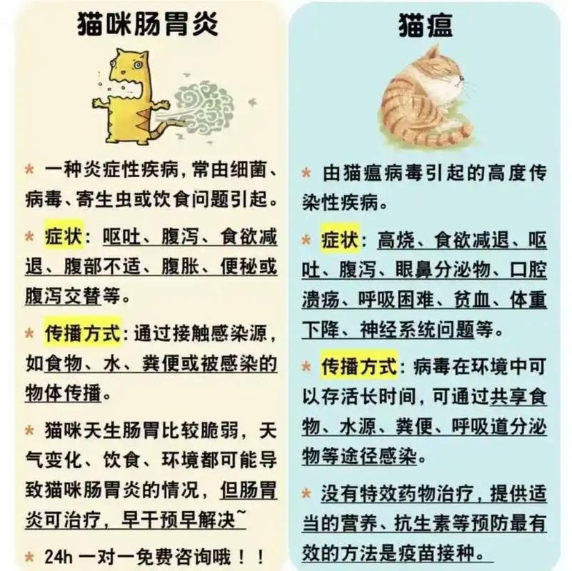 揭秘猫咪肠道的秘密，位置与健康