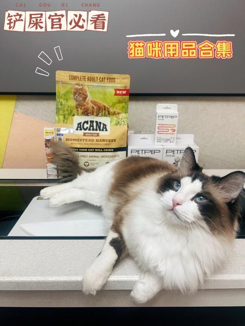 猫咪用品——打造舒适生活，宠爱你的毛孩子