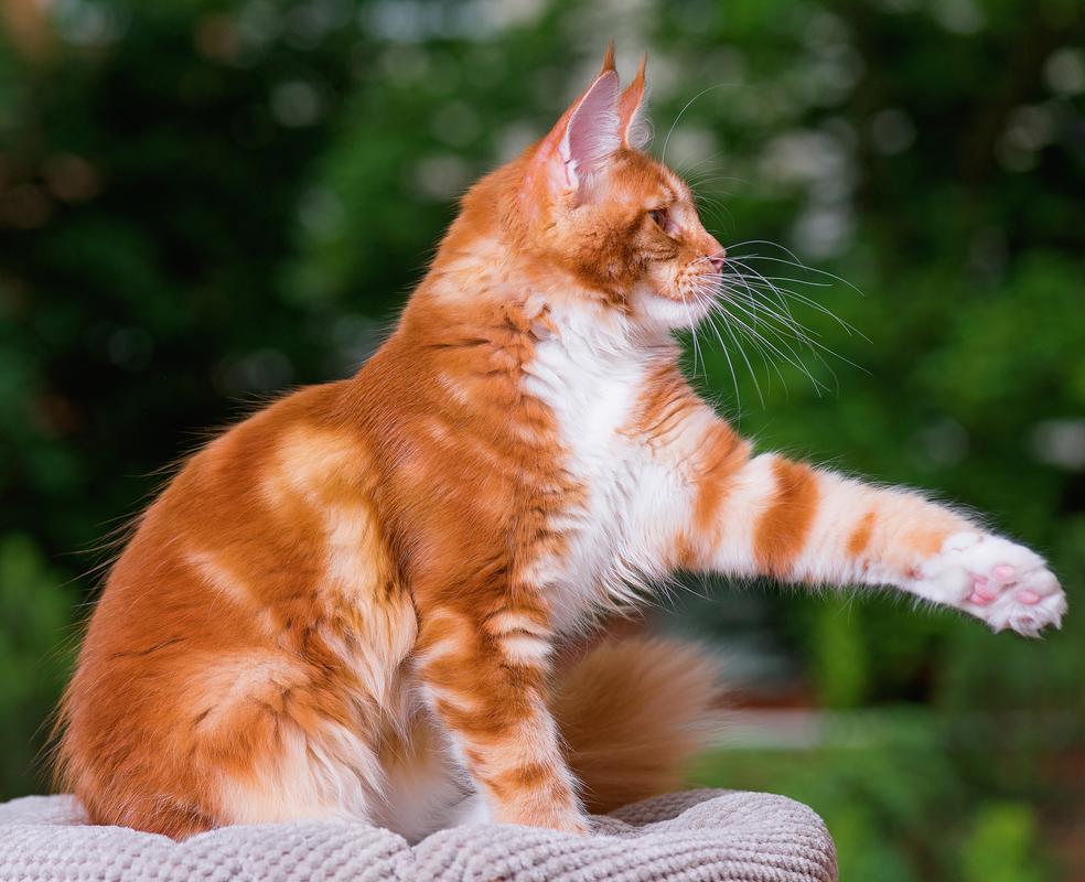 从毛茸茸的幼崽到独立的小猫，猫咪成长的奇妙旅程