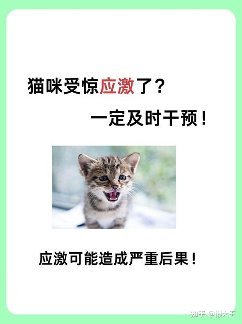 猫咪为何总是受惊？揭秘常见原因及应对策略