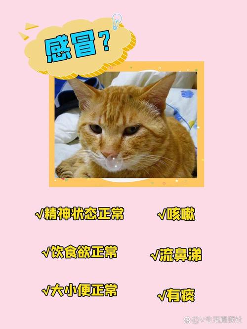 揭秘猫咪咳嗽的那些事儿