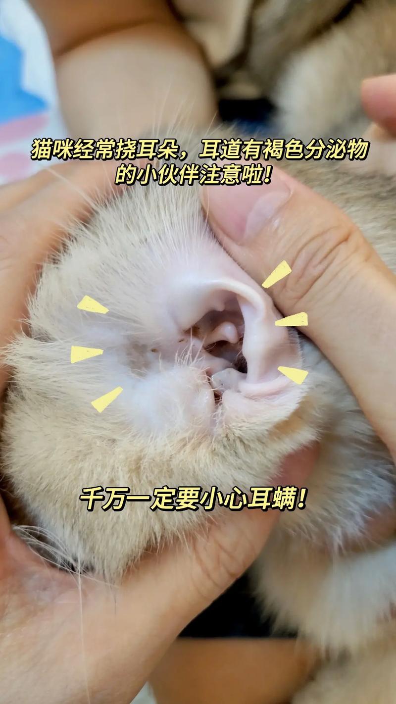 猫咪耳廓红肿？警惕可能的严重问题