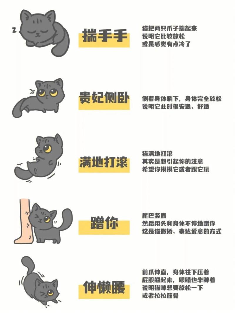 揭秘猫咪屁股为何会瘦，健康与生活方式的微妙变化