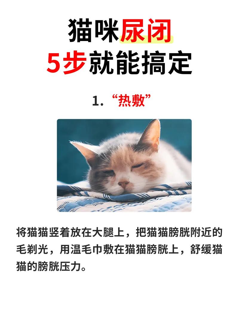 猫咪尿闭，如何识别与应对