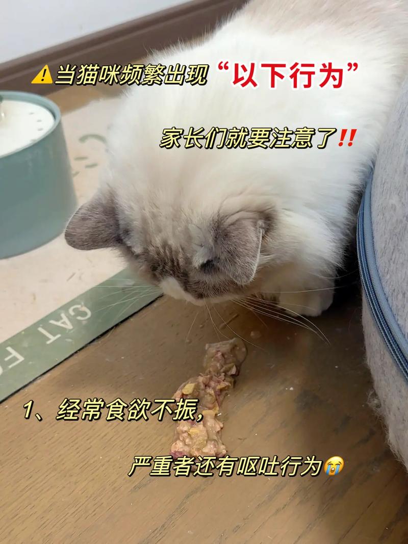 揭秘猫咪油肚腩背后的秘密，养猫者的终极指南