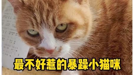 妙招！轻松驾驭暴躁猫咪，打造和谐家庭环境