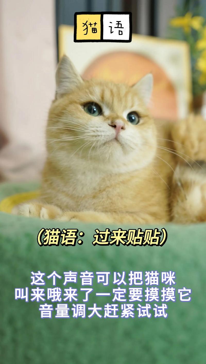 喵语之魅，探究最美猫咪叫声的奥秘