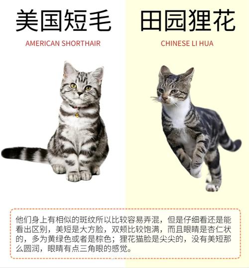 猫咪毛色无光，为何毛发不再闪耀？