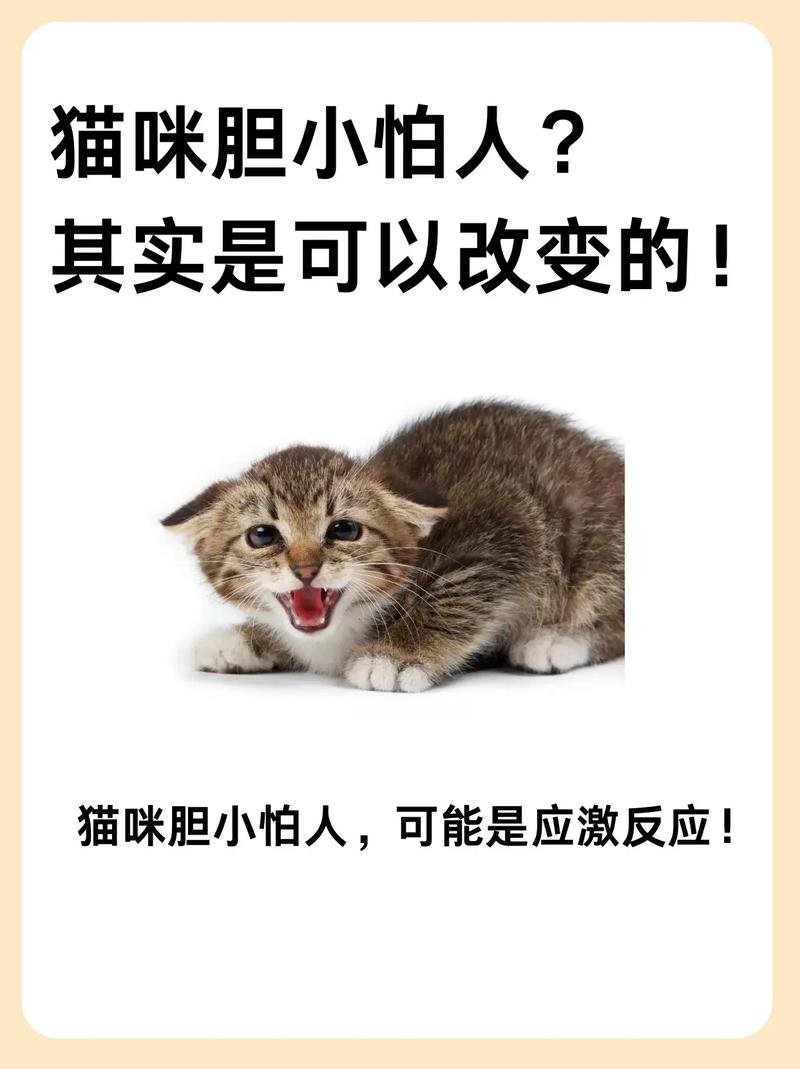 揭秘猫咪为何不怕人