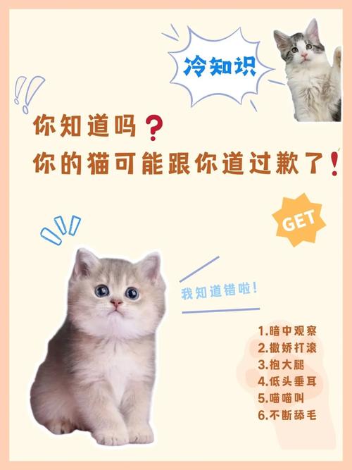 揭秘日本猫咪价格背后的故事