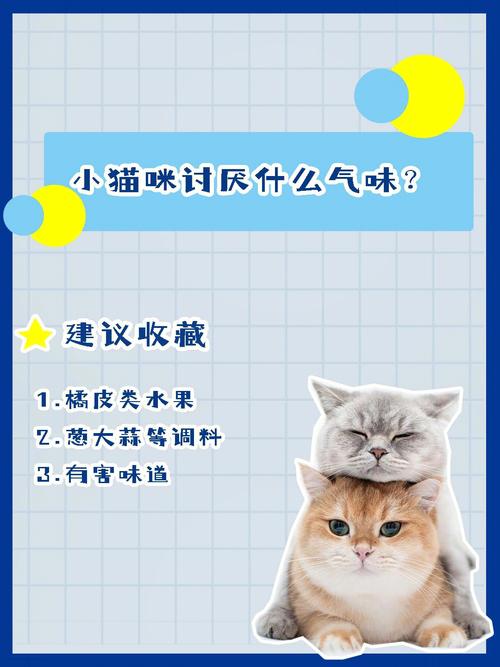 猫咪为何如此钟情于你的气味？