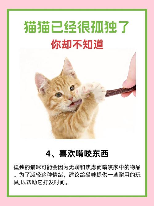 猫咪吸手的秘密