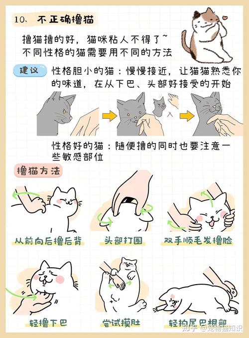 猫咪鼻头烂？养猫人必知的护理误区与解决方法