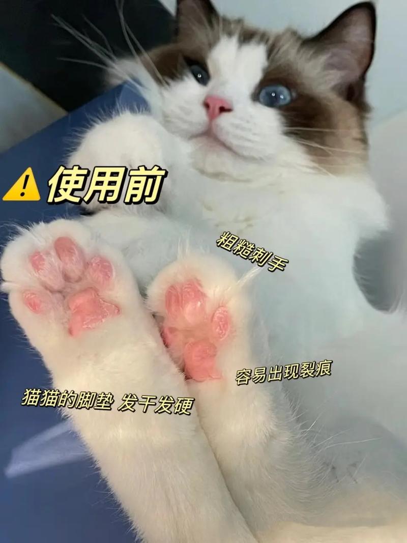 猫咪脚爪干裂，养护小妙招助你一臂之力