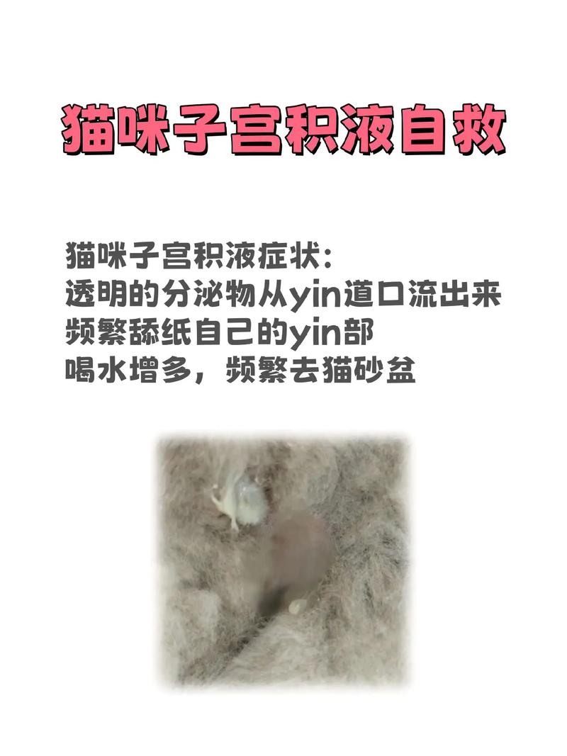 猫咪腹部积液，症状、原因及应对策略