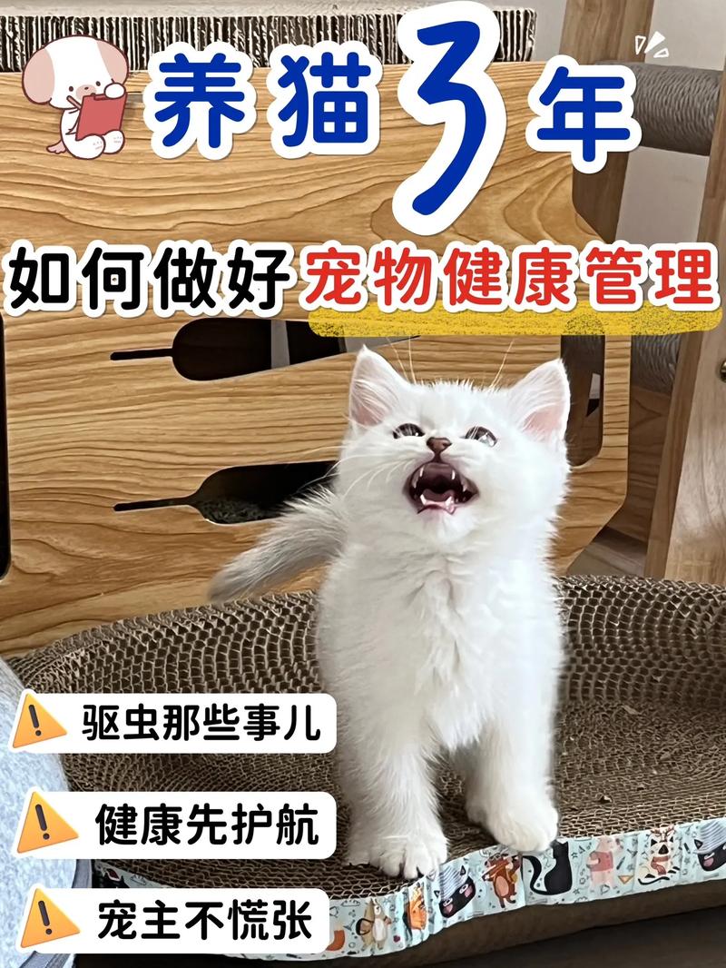 猫咪健康秘籍，打造宠物家庭的幸福与快乐