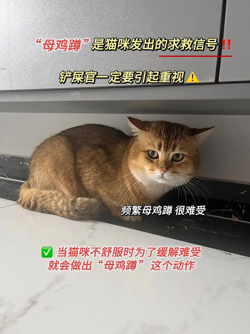 猫咪努责，探寻猫科动物的神秘求救信号