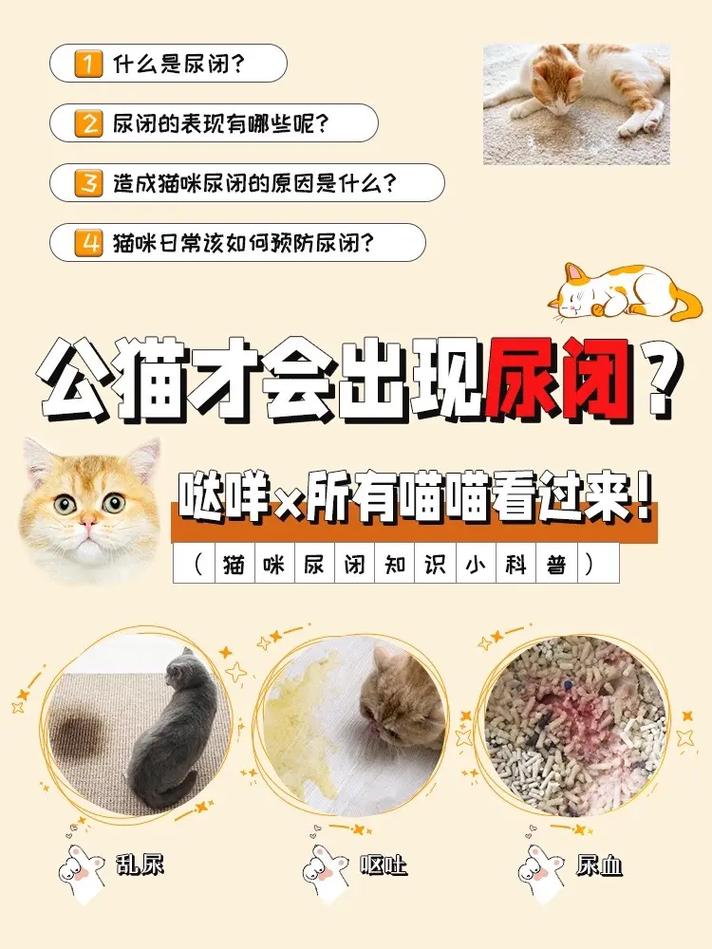 揭秘猫咪尿液浑浊的真相