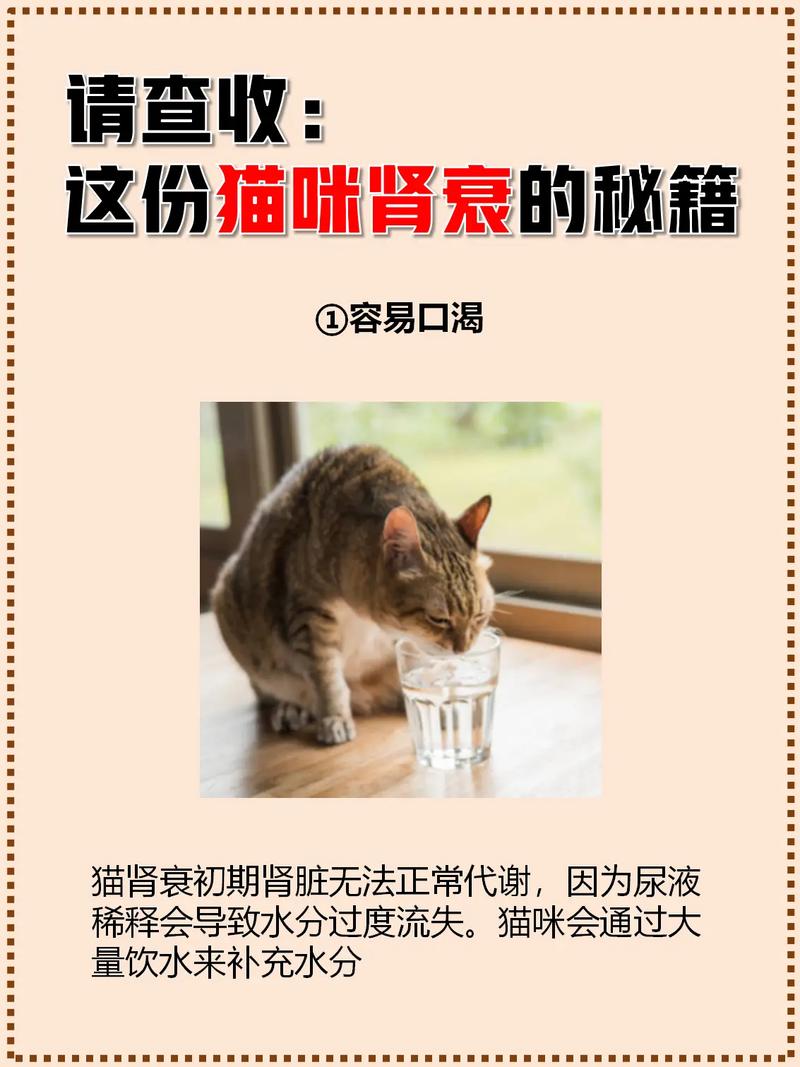 猫咪肾衰，了解分级知识，为爱宠保驾护航