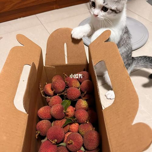 猫咪也能享用甜蜜之果——揭秘猫咪能否食用荔枝的秘密