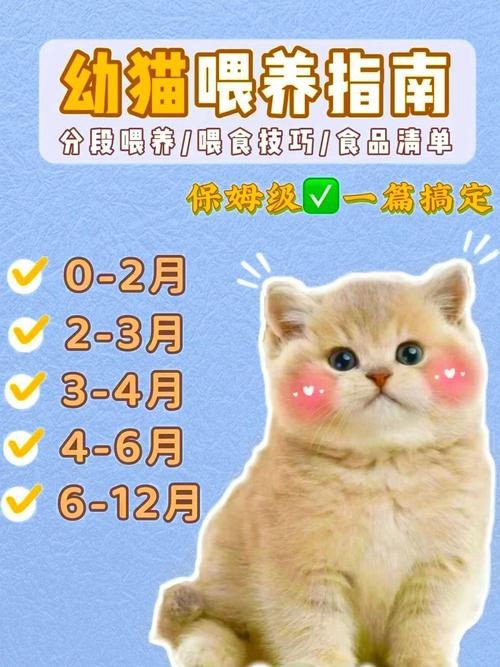 猫咪也能享用樱桃——安全食用指南