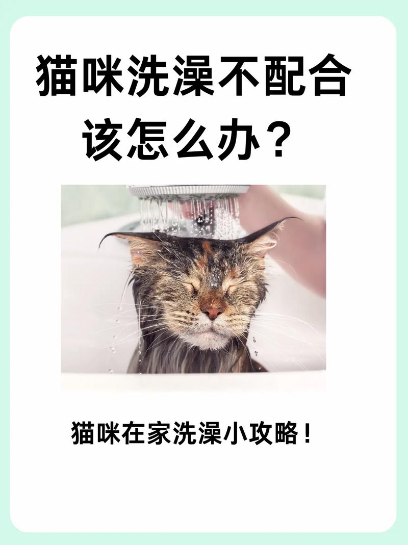 轻松搞定猫咪洗澡——一次愉快的日常护理体验