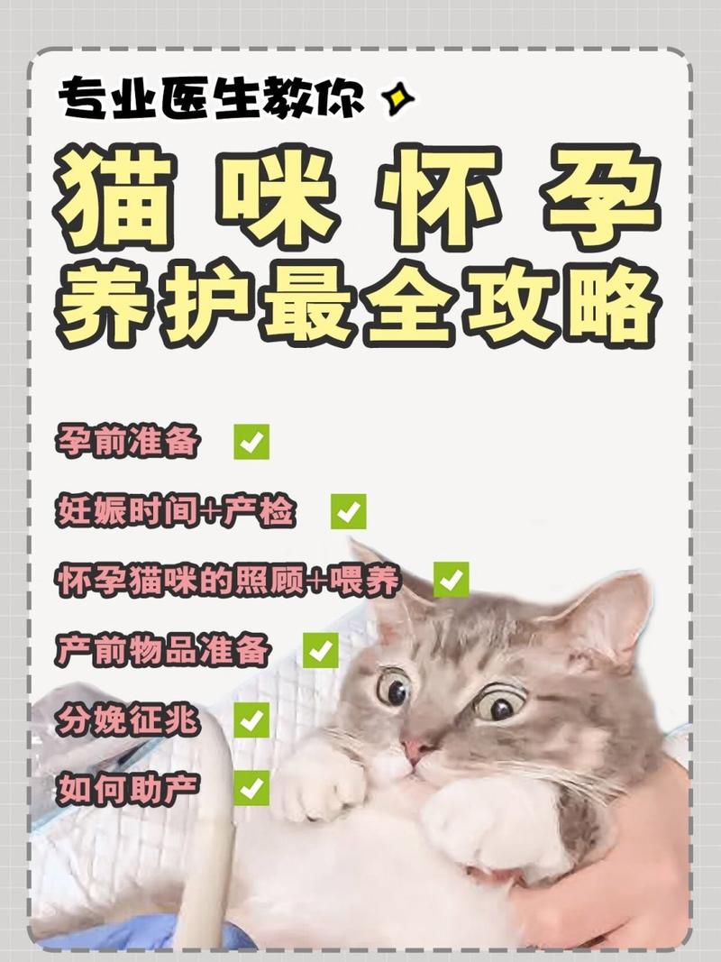 猫咪怀孕，如何照顾孕猫与幼猫