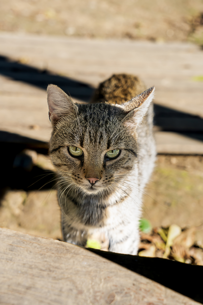 喵语失传，猫咪失声的谜团