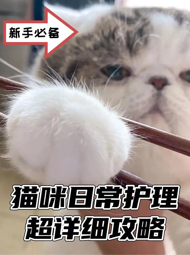 猫咪脱绒毛的科学与日常护理