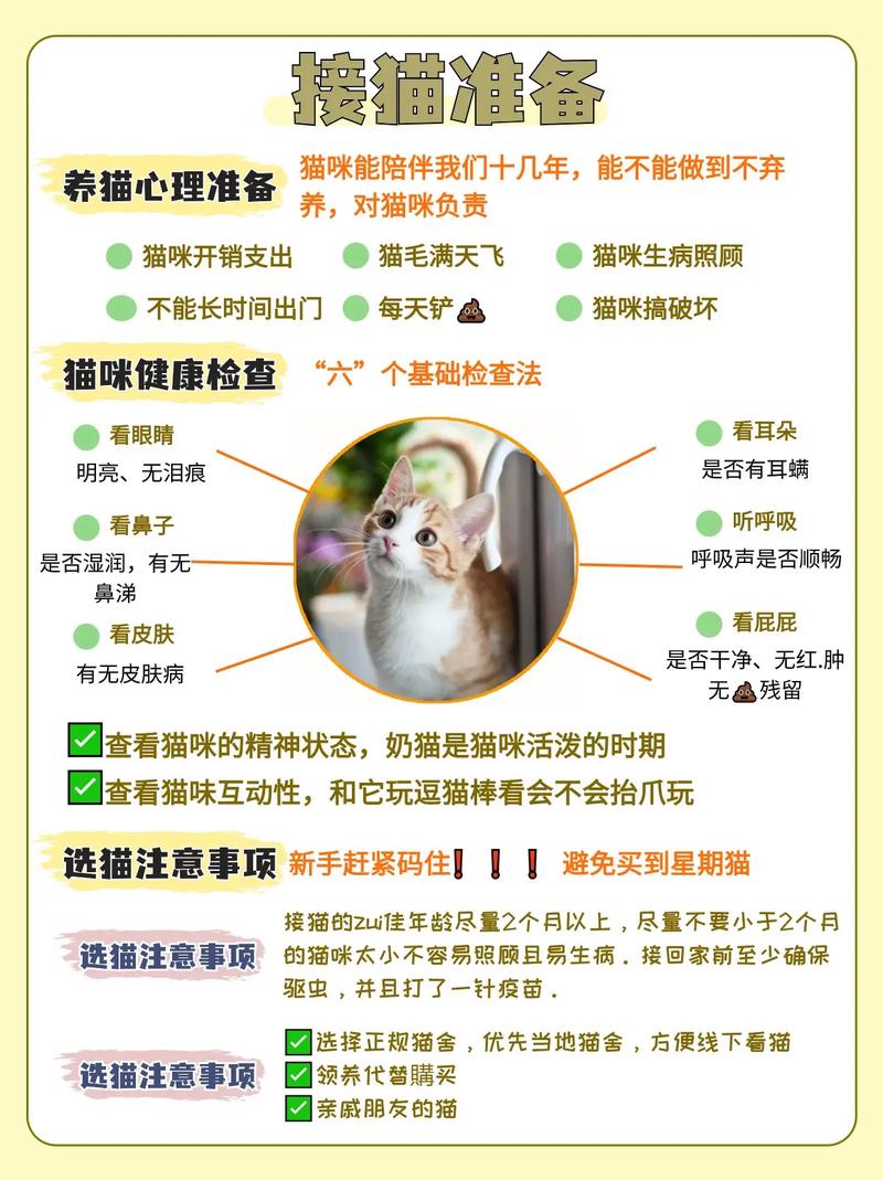 新手爸妈必备！了解新生猫咪如何正确喂养