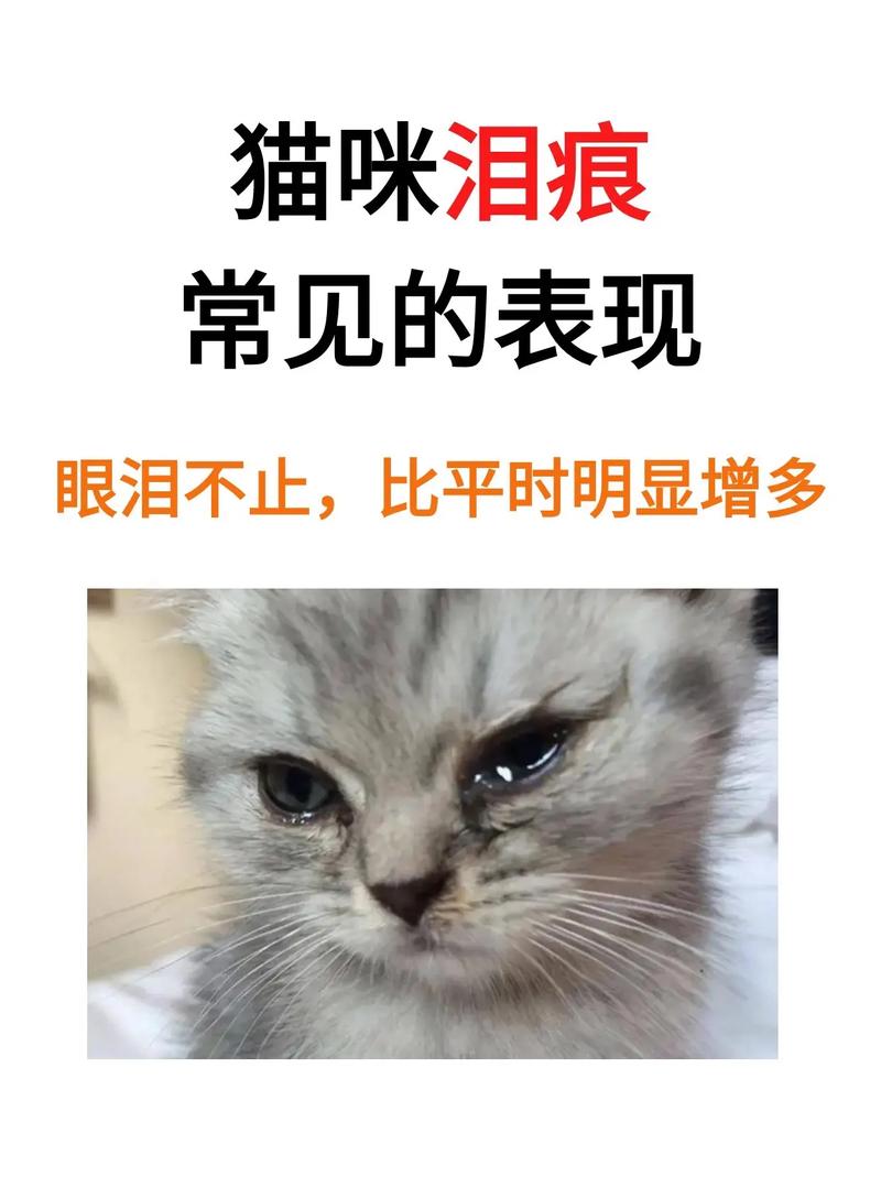 揭秘猫咪流泪为何变红